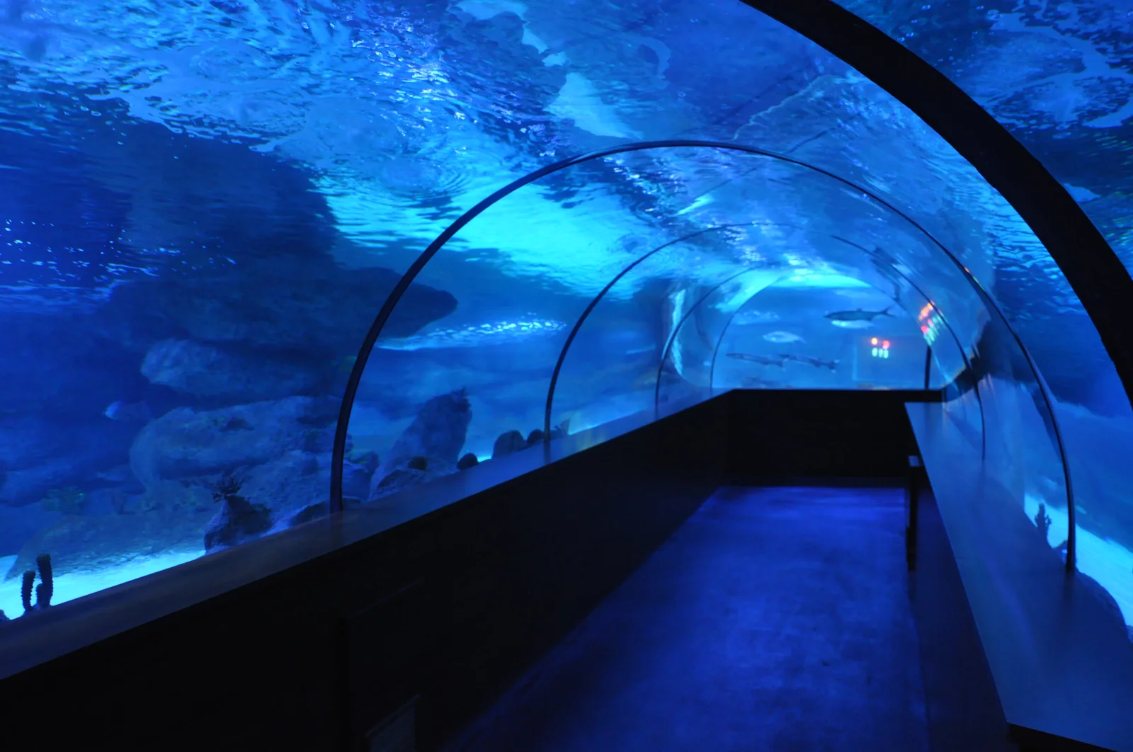 Aqua Vega 98 Metre Panoramik Tünel Akvaryumu