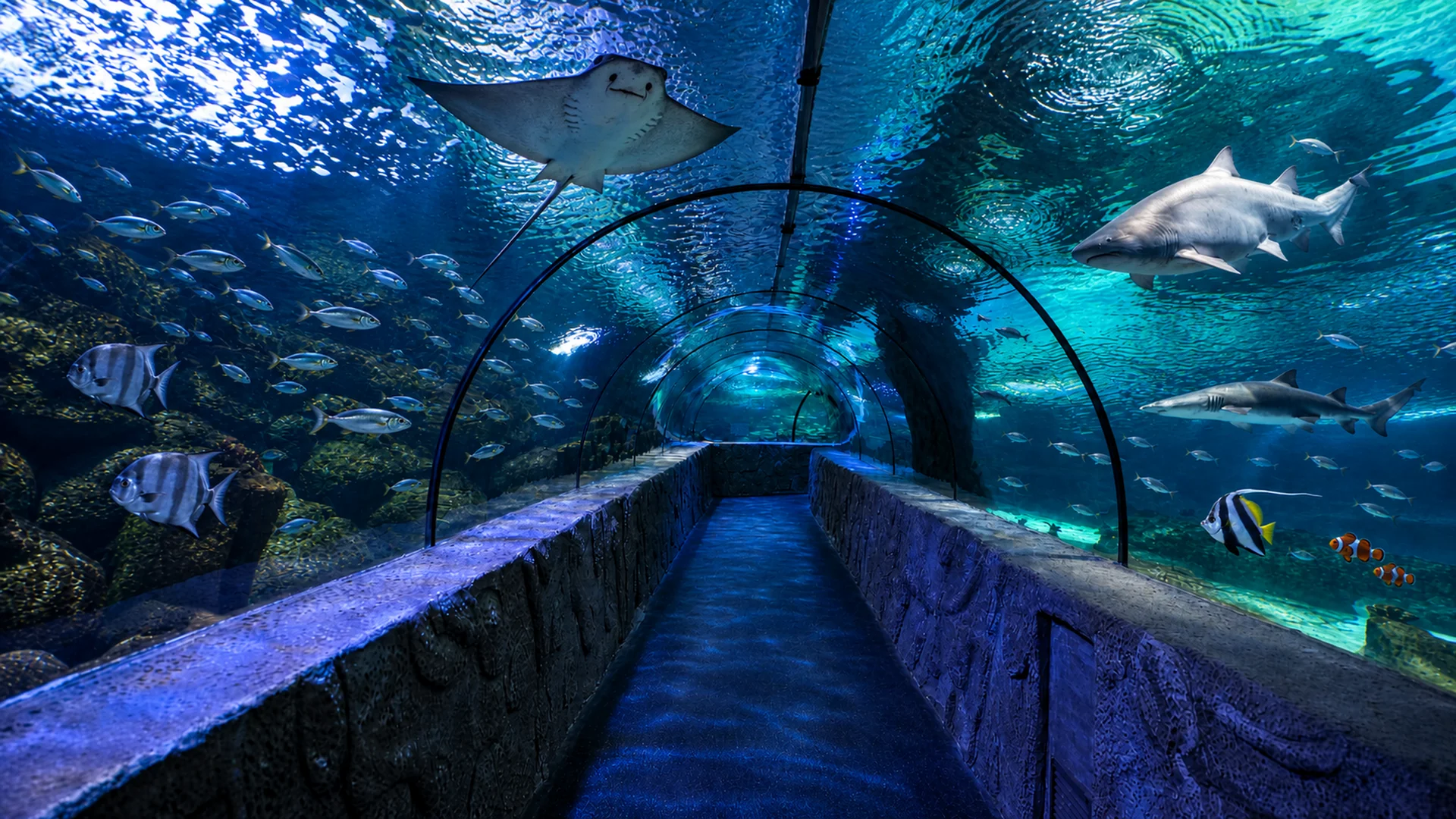 Aqua Vega 98 Metrelik Panoramik Tünel Akvaryum