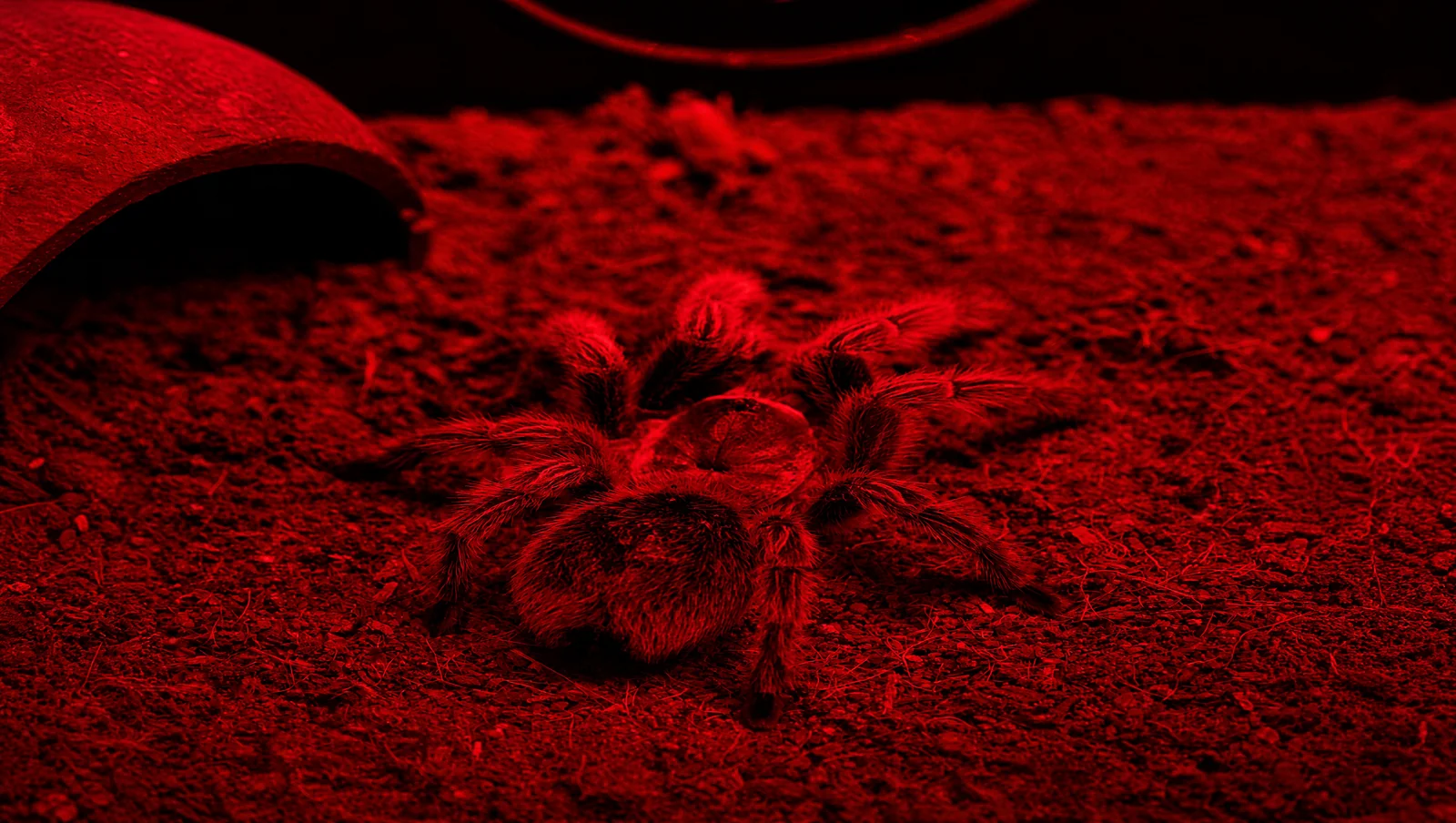 Goliath Kuş Yiyen Tarantula