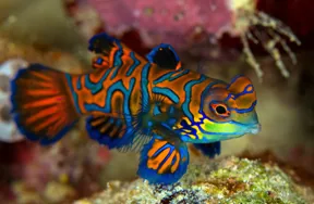 Mandarin Balığı