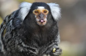 Marmoset İpek Maymunu