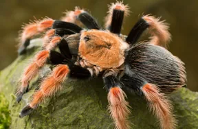 Ateş Bacaklı Tarantula