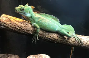 Yeşil Basilisk